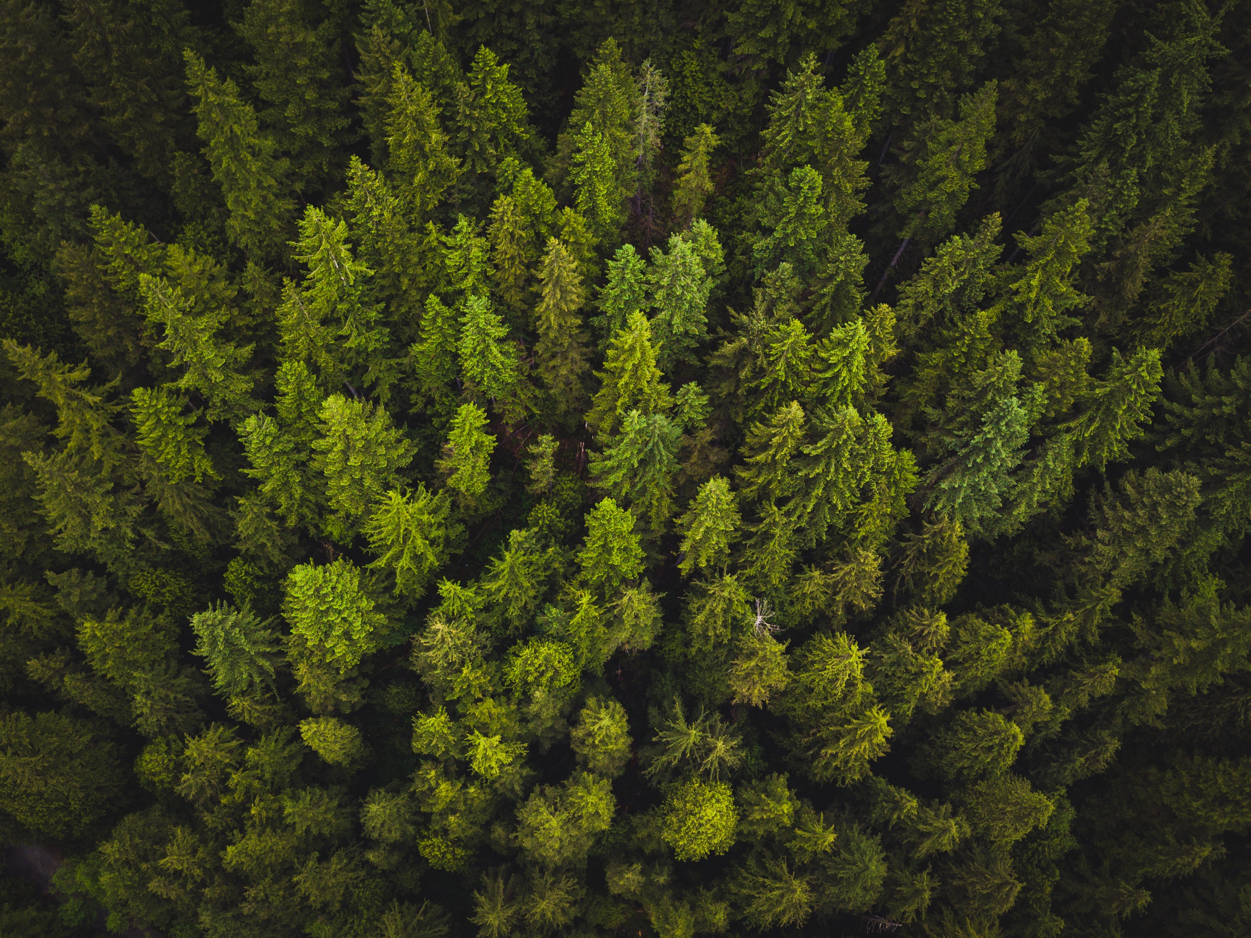 Trees – Contact Statement on Social Justice & the Gospel